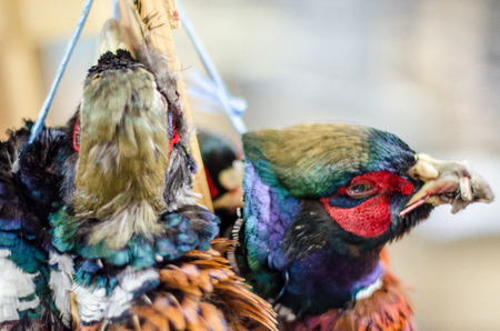 Pheasants for dinnerの写真素材