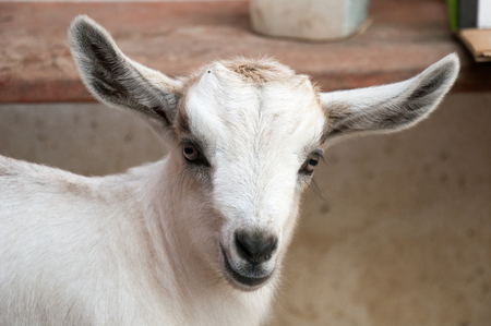 baby goatの写真素材