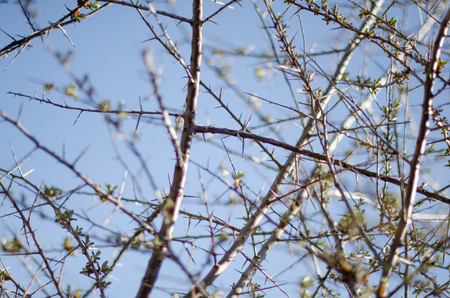 Blossom and thornの写真素材