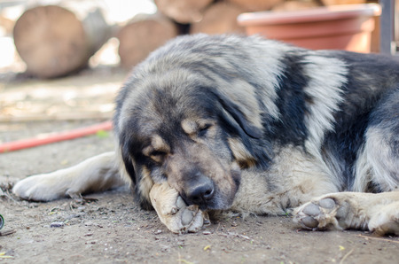 Sarplaninacの写真素材