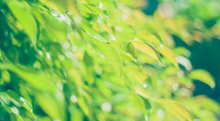 abstract blurred background nature green leafの写真素材
