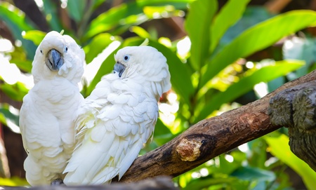 Couple Of White Cockatoo Perching On Branchの写真素材