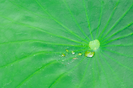 CLOSED-UP WATER DRIP  ON A LOTUS LEAFの写真素材