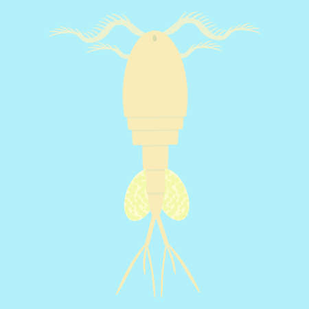 cyclop -water flea  - small planktonic animal