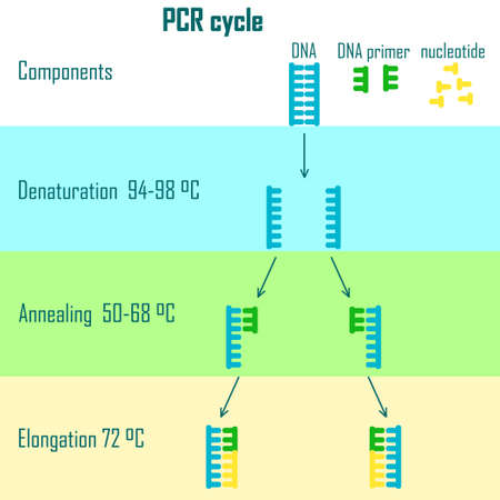 PCR cycle scheme showing dna molecule on different stagesのイラスト素材