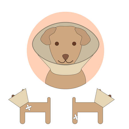 E-collar on a dog isolated on white background. Pet cone. Vector illustration of elizabethan collar for animal protection in veterinaryのイラスト素材