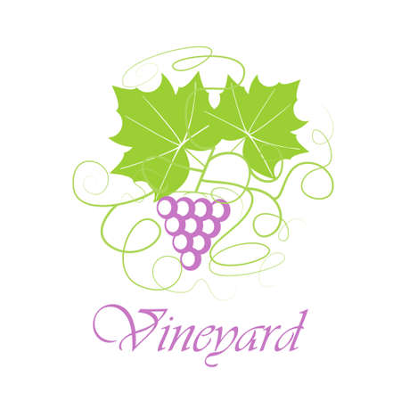 Colorful grape concept with both berry and leaf isolated on white background. Stock vector illustration on vineyard and vine products for banner, invitation, card, certificate, menu.のイラスト素材