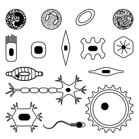 Different human cell types icon set. Stock vector illustration of bone, nerve, epithelial, muscle, blood, stem, sperm and oocyte in black and white. Medicine and biology collectionのイラスト素材