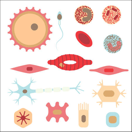 Different human cell types icon set. Stock vector illustration of bone, nerve, epithelial, muscle, blood, stem, sperm and oocyte. Medicine and biology collectionのイラスト素材