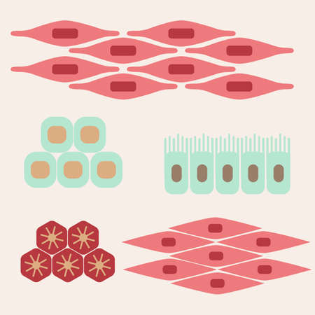 Different human tissue types set. Stock vector illustration of epithelial, muscle, stem, liver cells forming organs. Medicine and biology collectionのイラスト素材