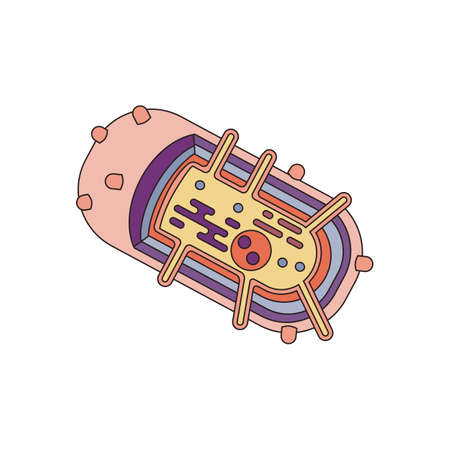 Bacteria cell anatomy with main structures. Stock illustration in cartoon style. Medical and biology collectionのイラスト素材