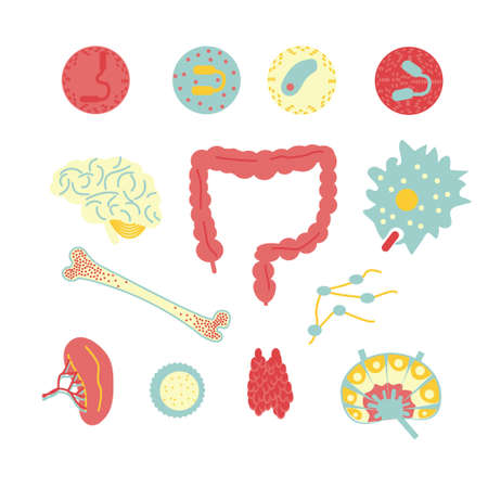 Immune system icon set. Stock vector illustration of human internal organs, body parts and cells in immune response.のイラスト素材