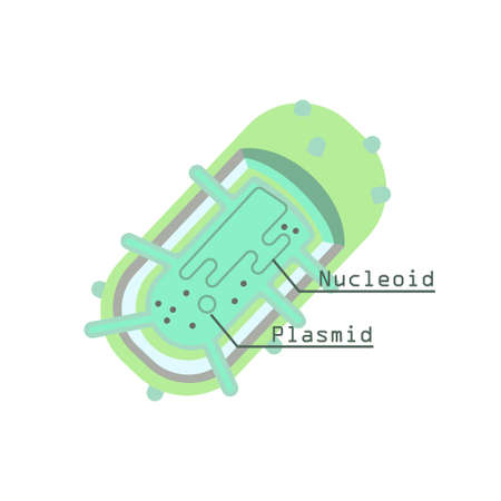 Plasmid in bacterial cell. Stock vector illustration of prokaryotic organism with DNA molecule.のイラスト素材