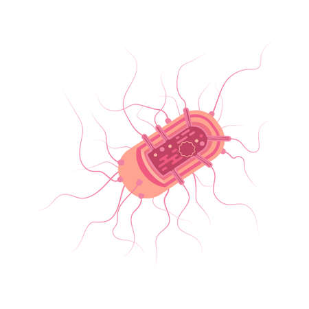 pink bacterial cell