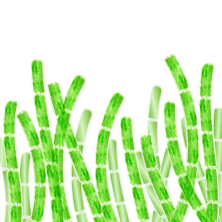 Multicellular organism algae. Stock vector illustration of green underwater species. Spirogyraのイラスト素材