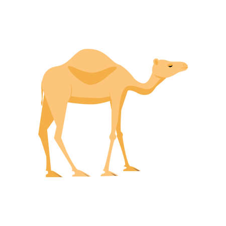 Camel icon. Stock vector illustration of a mammal animal in flat style isolated on white background.のイラスト素材