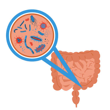 Probiotics bacteria concept flat style illustration.のイラスト素材