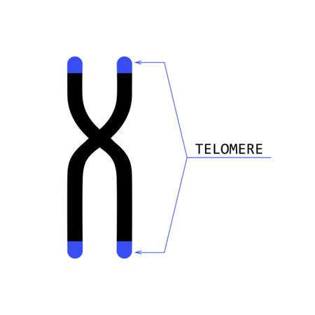 Chromosome structure with telomeres at the ends. Stock vector illustration of dna package in human cell. Medicine and biology collectionのイラスト素材