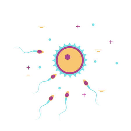 Human cell ovum and sperm illustration on white background.のイラスト素材
