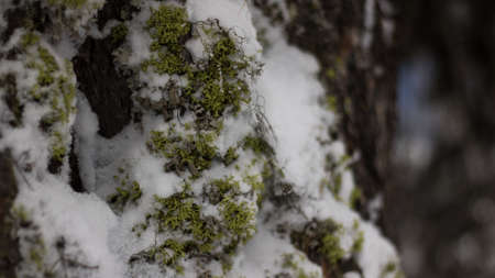 A wonderul winter dayの写真素材