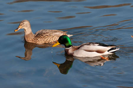 two wild ducks swim in a pondの写真素材