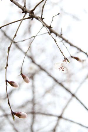 Closeup of budの写真素材