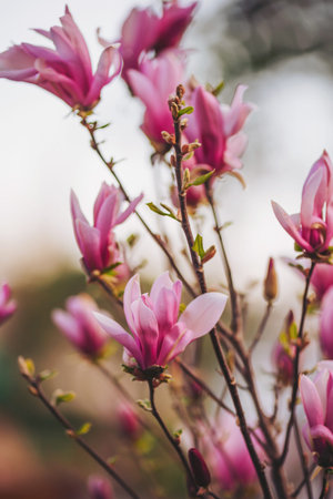 Soft pink magnolia blossoms bloom gracefully in a serene garden during the early spring morning light