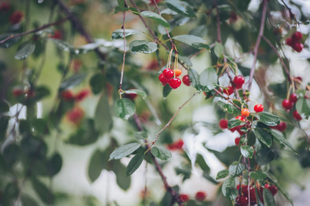 Red cherries on the branches of a cherry tree in the garden
