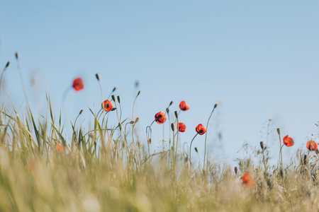 In a field, wildflowers bloom with bright red petals against the backdrop of a blue sky. Tall grass sways gently around these flowers in the sunlight.