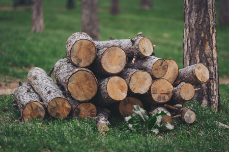 A group of wood logs is stacked on the grass with trees in the background. The scene shows a natural area with clear sunlight and open space.