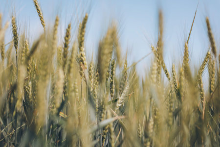Wheat field. Green ear spikes on spring day, close up. Green wheat growing on field. Young ripe ears swaying on the wind. Cereals. An agricultural field where ripening cereals grow