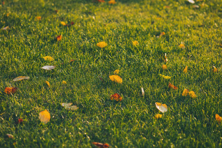 Fallen leaves on green grass in autumn park. Selective focus. Image of fallen leaves in autumn.  light rays on autumn grass lawn background.