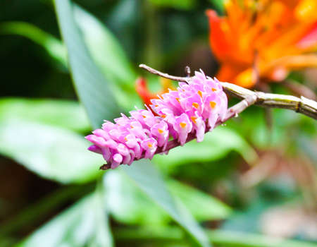 violet flowerの写真素材