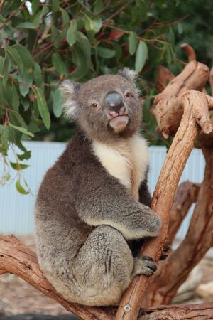 koala eucalyptusの写真素材