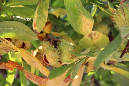 chestnut with treeの写真素材