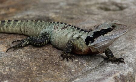 sydney water dragon manlyの写真素材