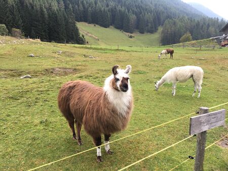 lama lamas south tyrol italyの写真素材