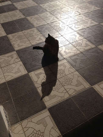 Cat on tiles の素材