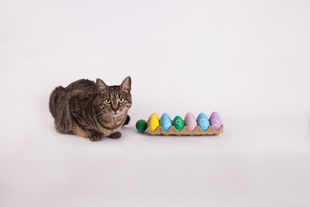 Tabby cat with carton of Easter eggsの写真素材