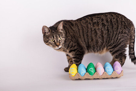 Easter eggs and tabby catの写真素材