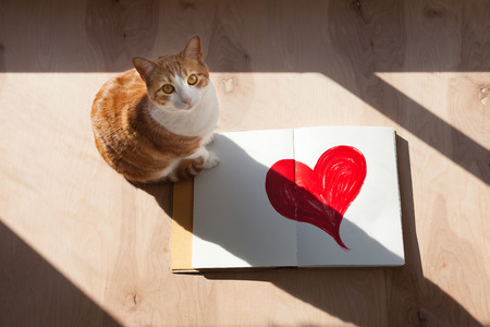 Kitty cat sitting by widow on a sketchbook with a heartの写真素材