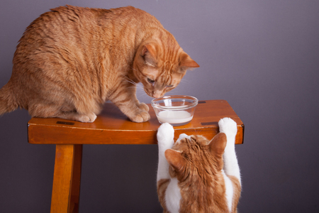 Two cats interacting one kitty does not want to share bowl of milkの写真素材