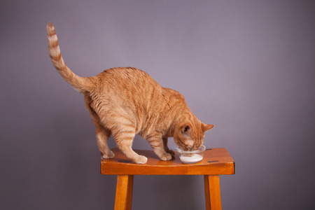 Orange tabby cat drinking out of a bowl of milkの写真素材