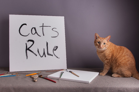 Cat rule on white canvas black paint and cute orange tabby catの写真素材