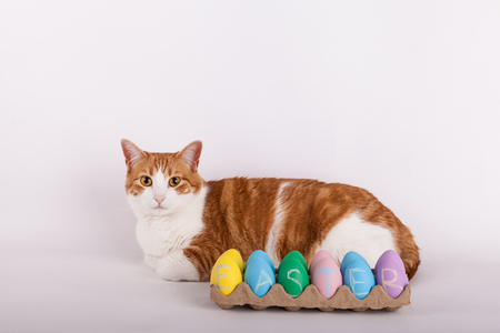 Easter kitty cat laying behind carton of pastel colored Easter eggsの写真素材