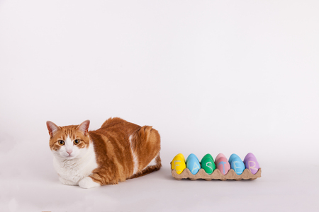 Orange and white kitty laying beside Easter eggs in a egg cartonの写真素材