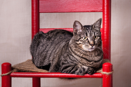 Cute tabby relaxing laying on red chair paws tucked underの写真素材