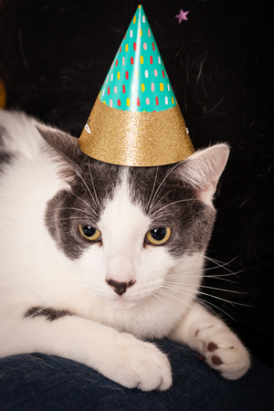 Close up white and gray short hair kitty cat wearing pointed party hatの写真素材