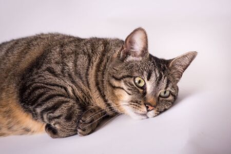 Feline domestic cat head laying down paws curled under eyes open studio portraitの写真素材