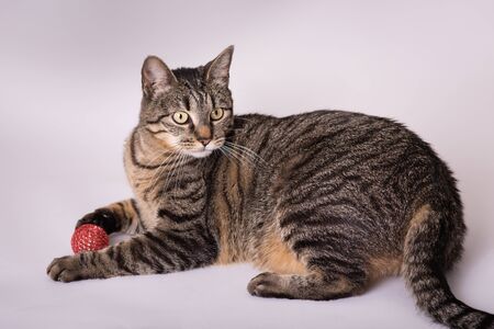 Studio portrait of gray and black tabby cat with toy ballの写真素材